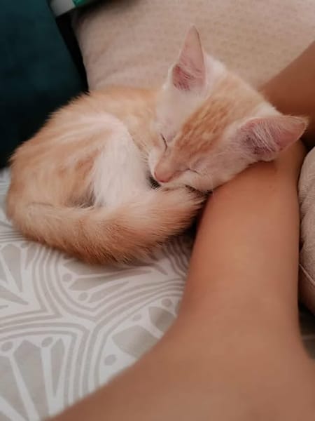 Arya, la belle minette