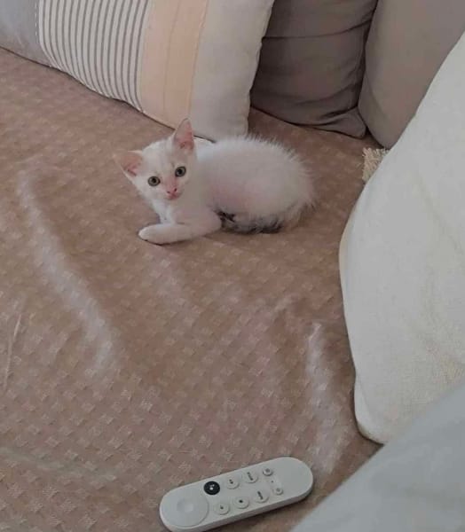 Lily Rose, la douce peluche
