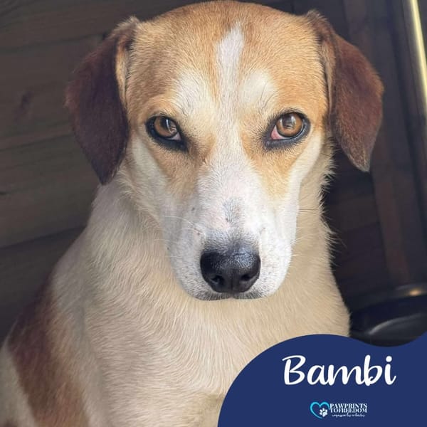 Bambi