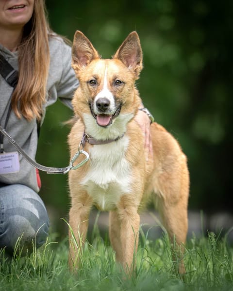 Lulu