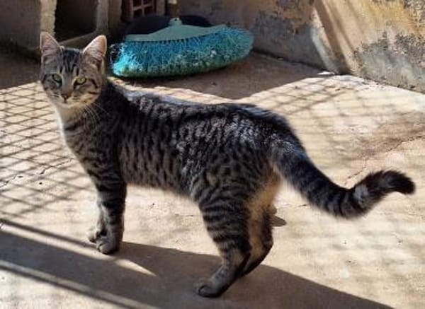 Junge, fröhliche Katze Tirana