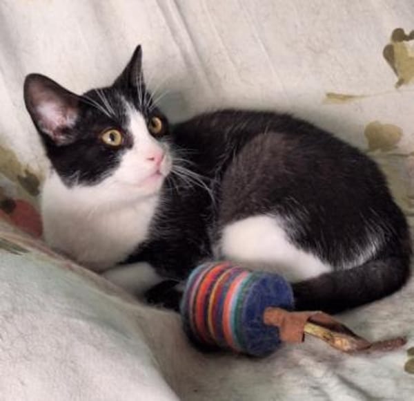 Verschmuster Kater Lyon