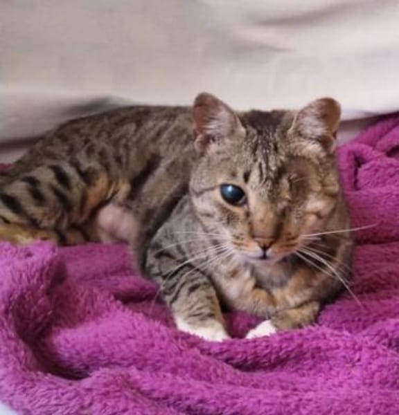 Liebe, verschmuste Katze Lotta
