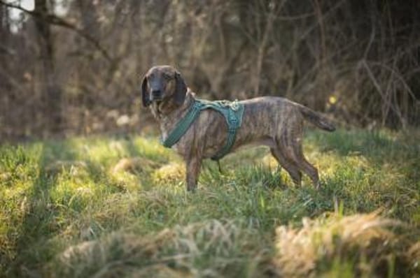 Lilli Kinderliebe, sanfte Hündin