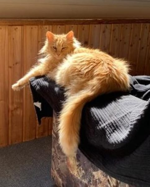 Cherry sucht dringend ihre Familie!