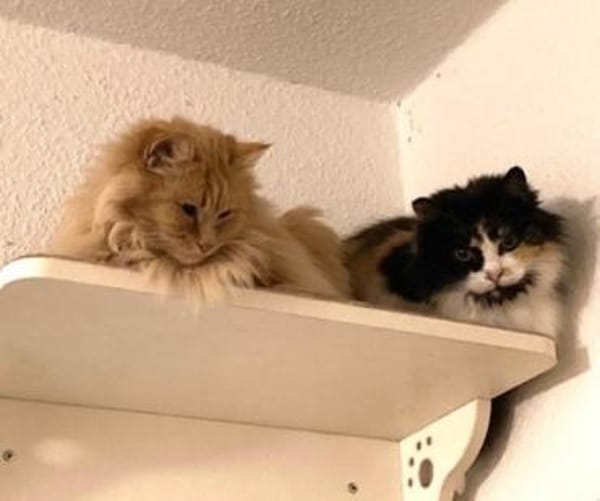 Cherry sucht dringend ihre Familie!
