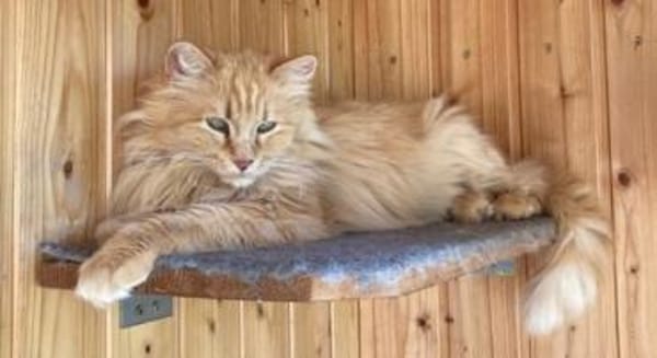 Cherry sucht dringend ihre Familie!