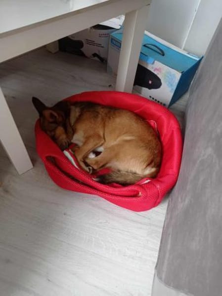 Frodo sucht ein neues Zuhause