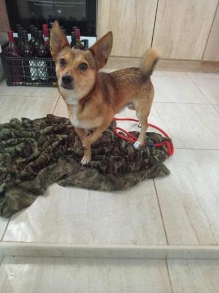 Frodo sucht ein neues Zuhause