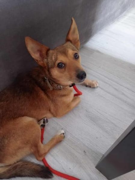 Frodo sucht ein neues Zuhause