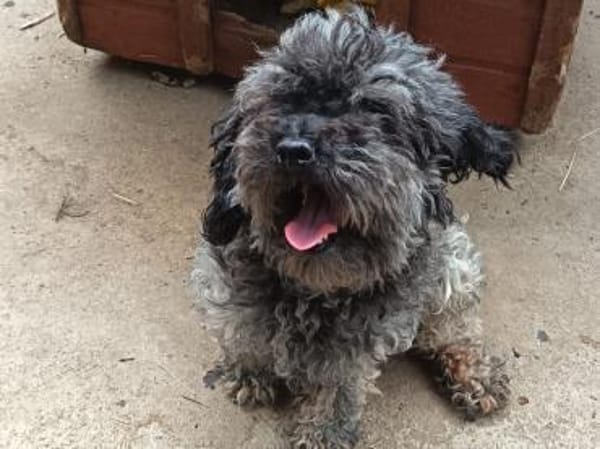 Liebenswerte Grey sucht Familie