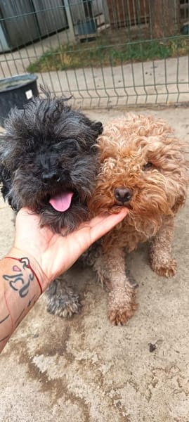 Liebenswerte Grey sucht Familie