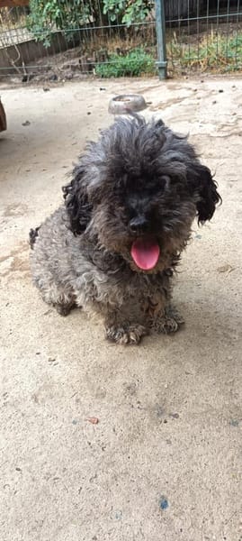 Liebenswerte Grey sucht Familie