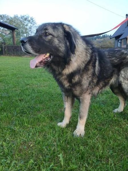 Lino-Kaukasischer Schäferhund