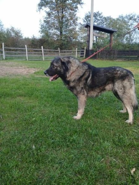 Lino-Kaukasischer Schäferhund