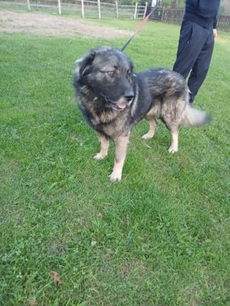 Lino-Kaukasischer Schäferhund