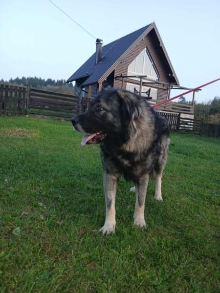 Lino-Kaukasischer Schäferhund