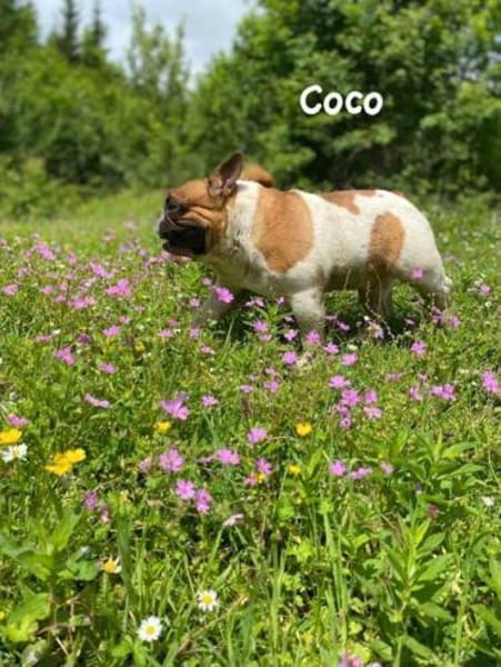Coco - erwachsener French Bully