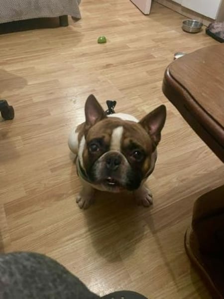 Coco - erwachsener French Bully