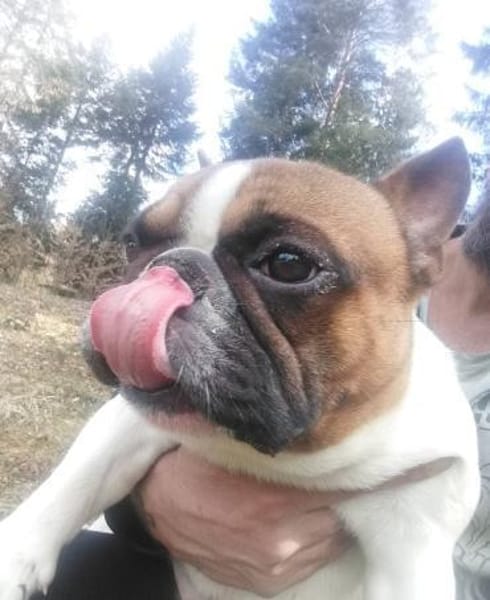 Coco - erwachsener French Bully