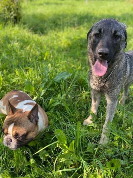 Coco - erwachsener French Bully
