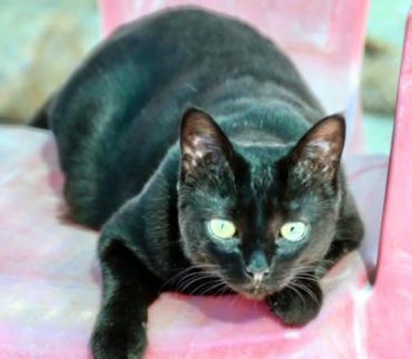 Hübsche Katze Noa