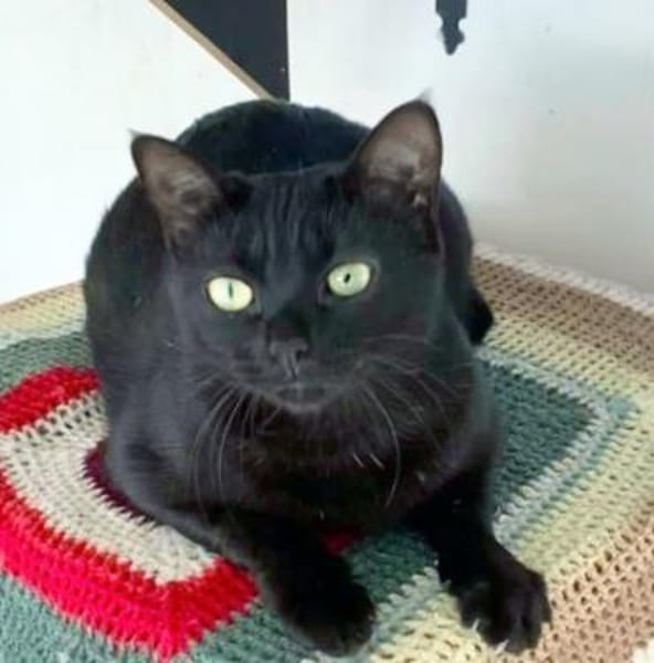 Hübsche Katze Noa