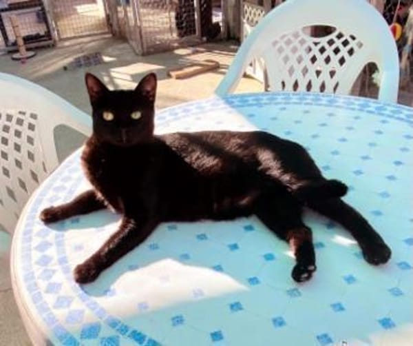 Hübsche Katze Noa