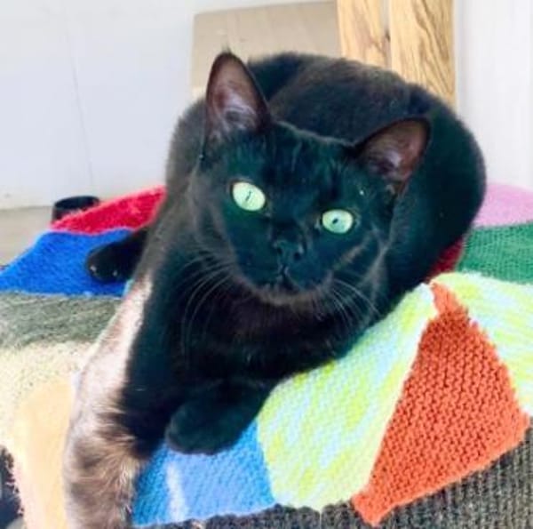 Hübsche Katze Noa
