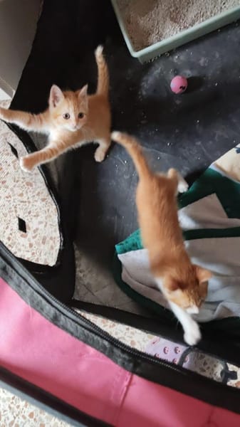 Katzengeschwister Luke & Leia suchen..
