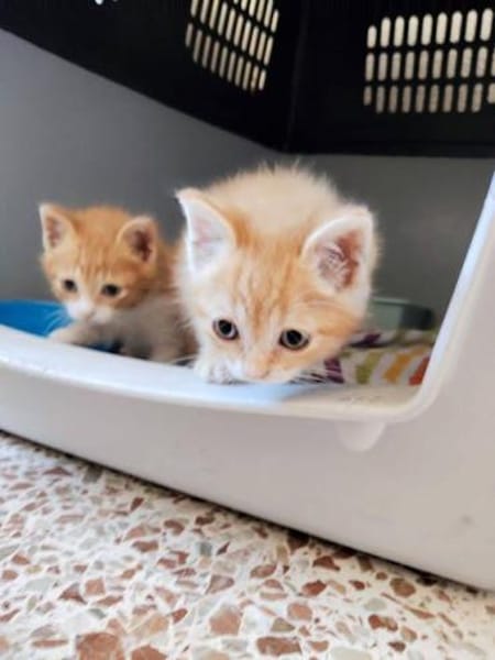 Katzengeschwister Luke & Leia suchen..