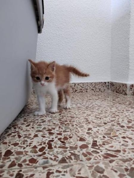 Katzengeschwister Luke & Leia suchen..