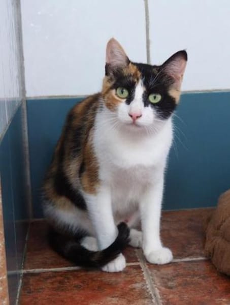 Liebevolle Katzenmama Estela