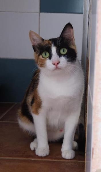 Liebevolle Katzenmama Estela