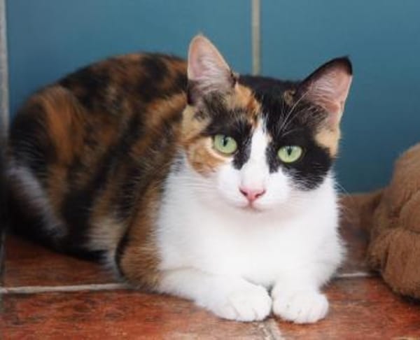 Liebevolle Katzenmama Estela