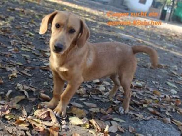 Cooper ist ein Schatz