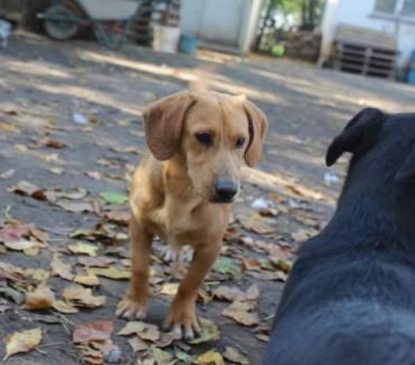 Cooper ist ein Schatz