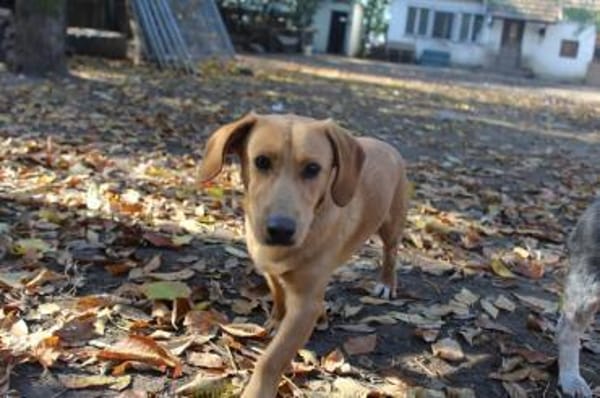 Cooper ist ein Schatz