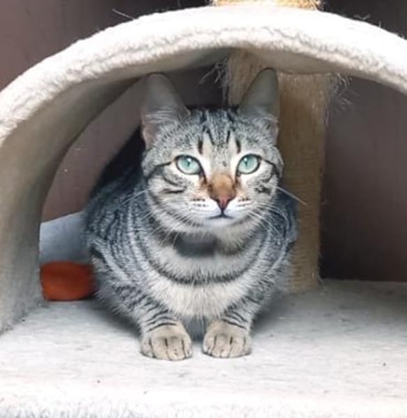Liebe, junge Kater Lolo und Lucifer