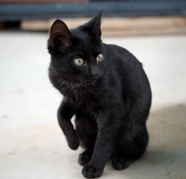 Liebe, junge Kater Lolo und Lucifer