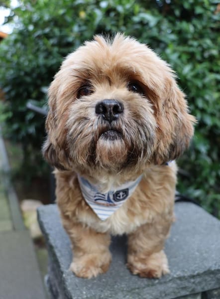 Pipi -Traumhund sucht Top-Zuhause