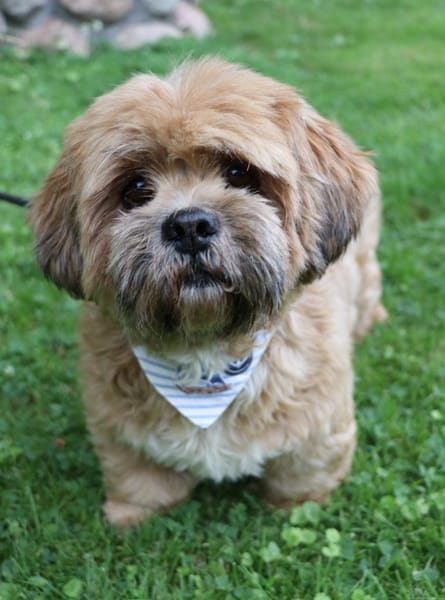Pipi -Traumhund sucht Top-Zuhause