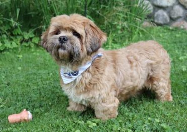 Pipi -Traumhund sucht Top-Zuhause