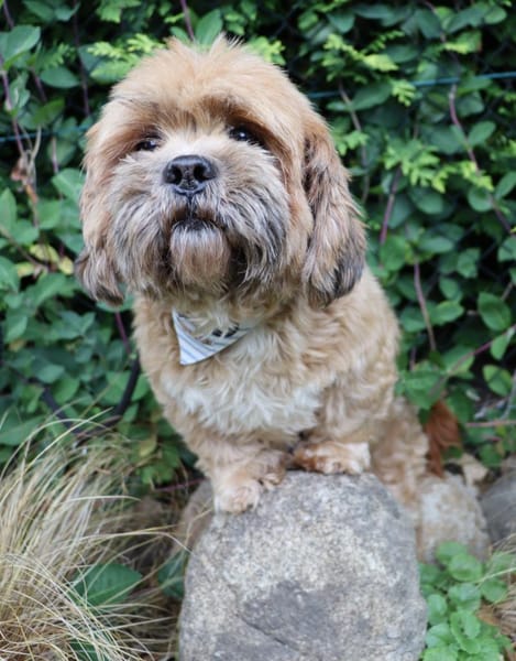 Pipi -Traumhund sucht Top-Zuhause