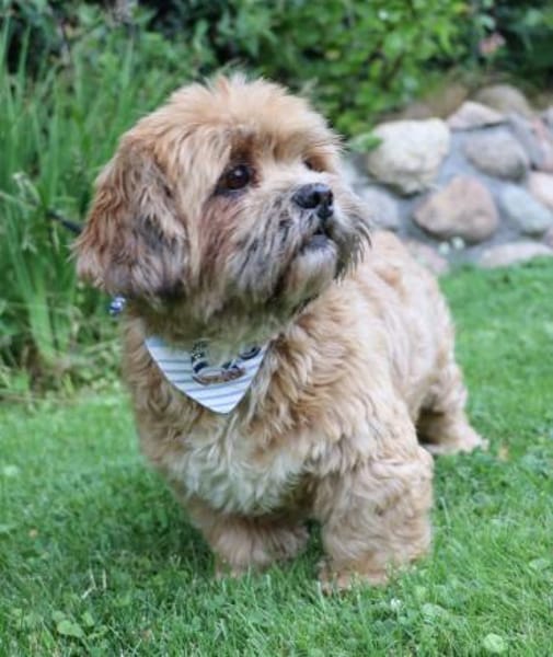 Pipi -Traumhund sucht Top-Zuhause