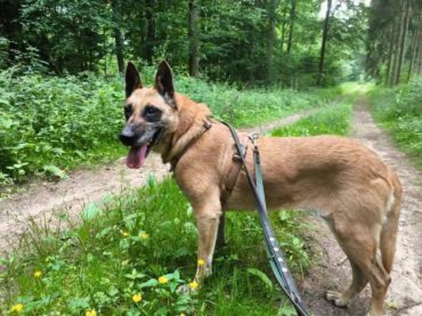 NOTFALL🙏🆘 RUBY sucht  ‼🆘