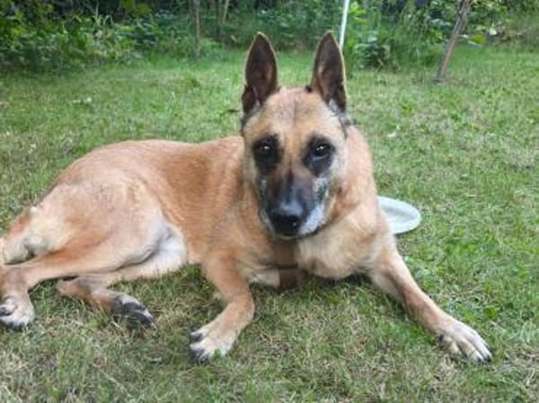 NOTFALL🙏🆘 RUBY sucht  ‼🆘