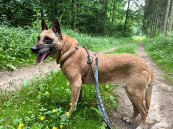 NOTFALL🙏🆘 RUBY sucht  ‼🆘