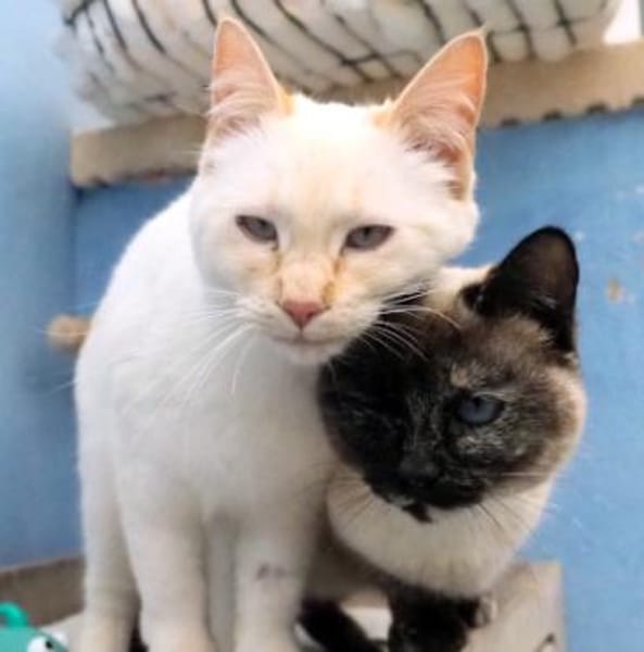 Verschmuste Siam-Mix-Katzen Magic&Lesly