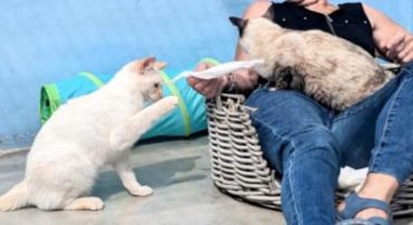 Verschmuste Siam-Mix-Katzen Magic&Lesly